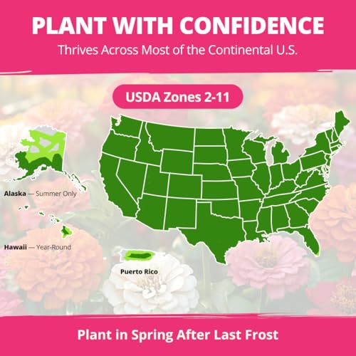 HOME GROWN Zinnia Dahlia Seeds Pack | 524 Non-GMO Vibrant Flower Seeds