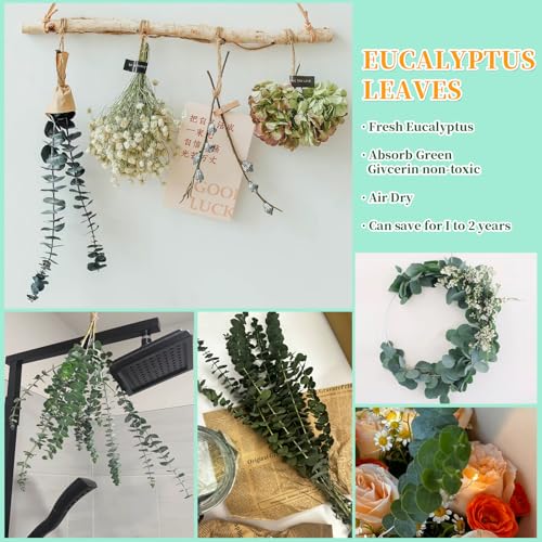 21-Piece Preserved Eucalyptus Stems, 17-Inch Natural Greenery for Decor