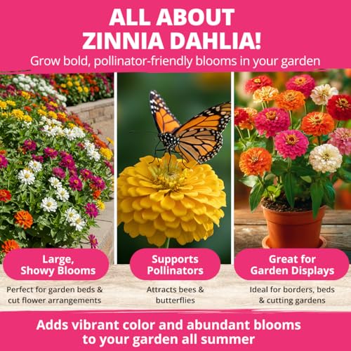 HOME GROWN Zinnia Dahlia Seeds Pack | 524 Non-GMO Vibrant Flower Seeds