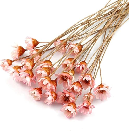 Natural Dried Star Daisy Flower Bouquet - 100 Stems Lotus Pink