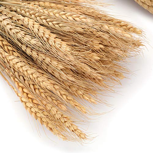 300 Stems Natural Dried Wheat Stalks, 16 Inch Wheat Sheaves for Decor