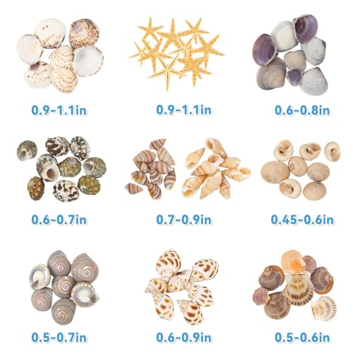 Natural Mixed Mini Sea Shells & Starfish for DIY Crafts & Beach Decor