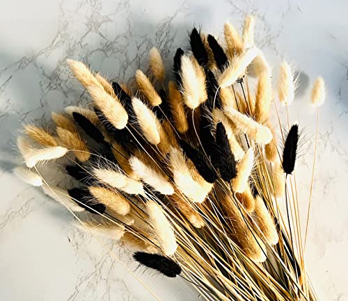 100 Stems Dried Bunny Tails Grass - Natural Black White & Brown Boho Decor