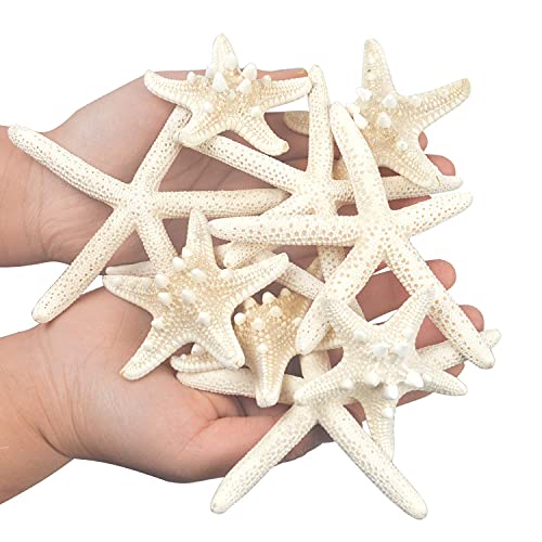 Natural Mixed Starfish Set (12-Piece, 2-6 Inch) - DIY Beach Decor
