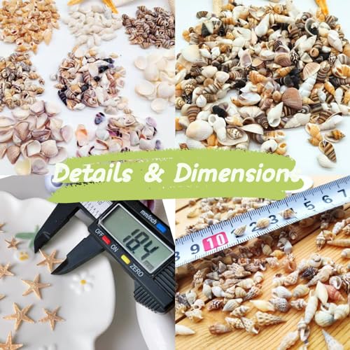1200 Pcs Natural Mixed Tiny Seashells & 10 Starfish for DIY Crafts & Decor