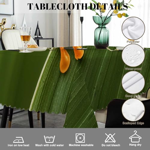 Swono 52x70 Inch Tree Frog Tablecloth Tropical Leaves Animal Design Waterproof Polyester