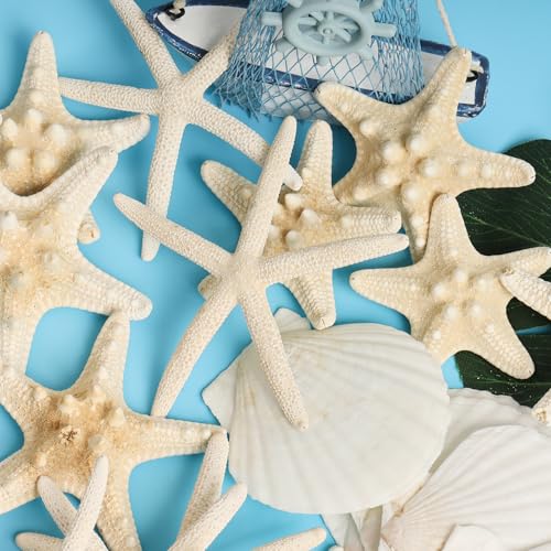Natural Starfish & Scallop Shell Set for DIY Crafts & Decor (16 Pcs, 2.6"-3.8")