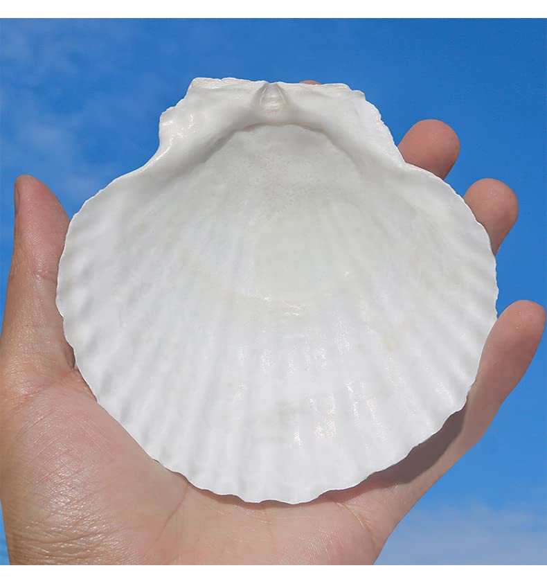 Natural White Scallop Shells for Crafts & Baking - 4 to 5 Inch (10 Pack)