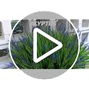 Artificial Monkey Grass with Flowers, 12-Bundle UV-Resistant Faux Plant Set