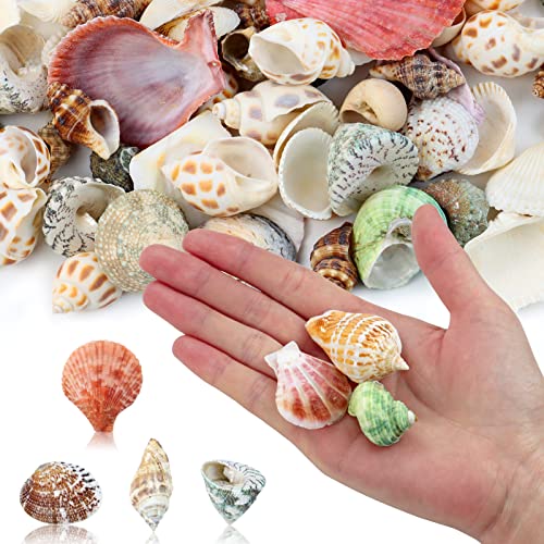 Natural Mixed Beach Seashells Bulk (200 Pcs) for DIY Crafts & Decor