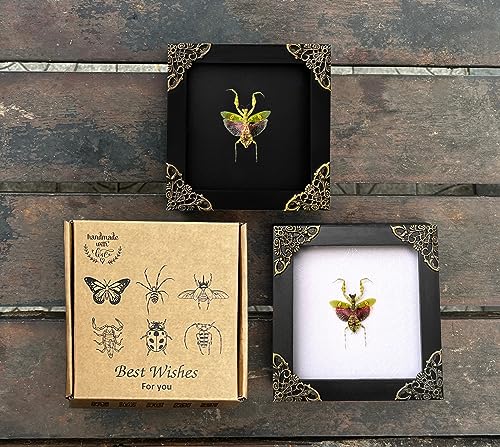 Real Framed Jewelled Flower Mantis Taxidermy - 4.7-inch Wooden Shadow Box