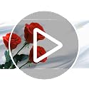 Single Preserved Red Rose in Luxury Gift Box - Real Forever Rose