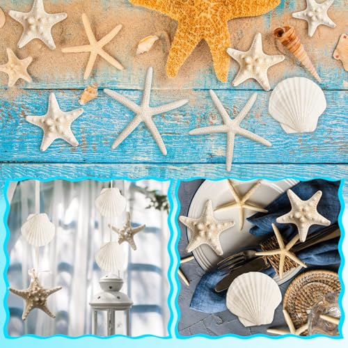 Natural Starfish & Scallop Shell Set for DIY Crafts & Decor (16 Pcs, 2.6"-3.8")