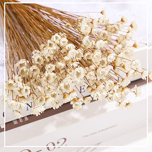 500 Pcs Natural Dried Chamomile Daisy Flowers for Vase Arrangements