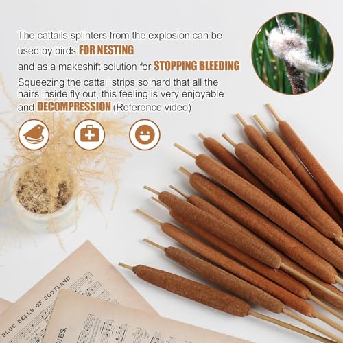 17-Inch Dried Natural Cattails - 20-Piece Set for Floral Arrangements