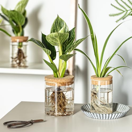 Glass Plant Propagation Station Set of 4 - Borosilicate Hydroponic Vases