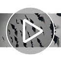 140 PCS 3D Bat Wall Decorations - Halloween PVC Stickers