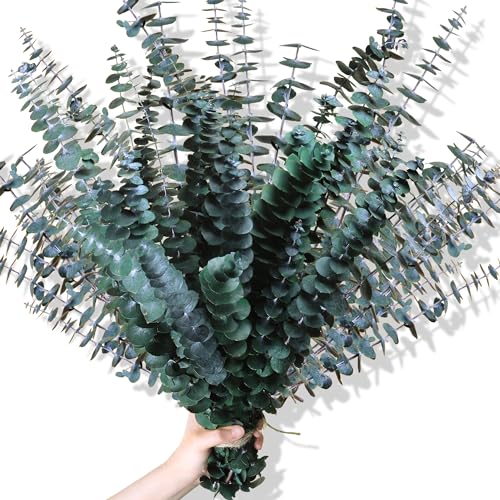 Preserved Dried Eucalyptus Stems Shower Bundle - 17 Inch Branches (30 Pcs)