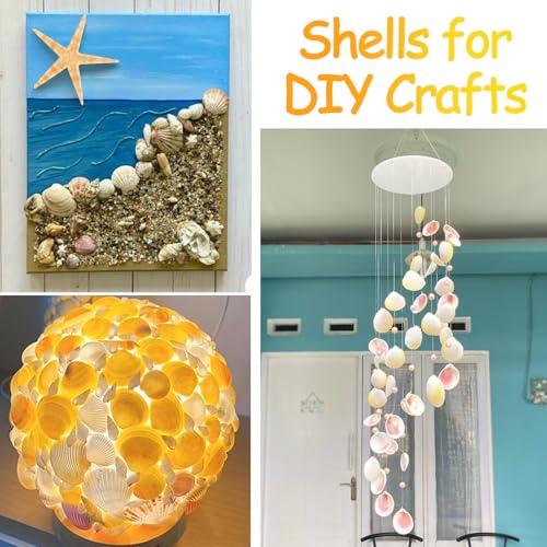 80+ Natural Mixed Seashells & Starfish Set for DIY Crafts & Home Decor