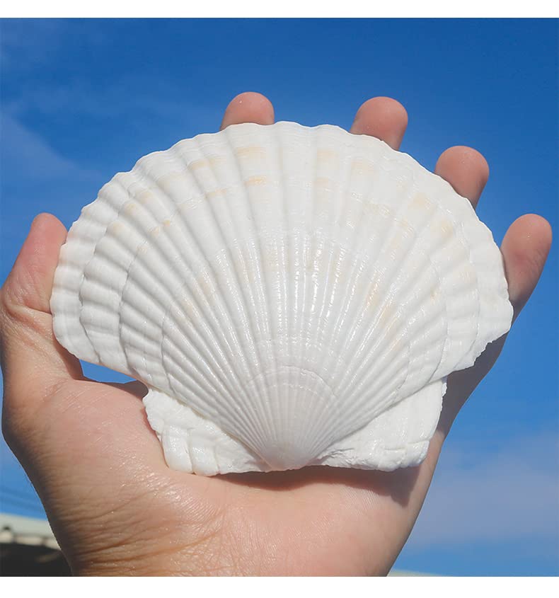 Natural White Scallop Shells for Crafts & Baking - 4 to 5 Inch (10 Pack)