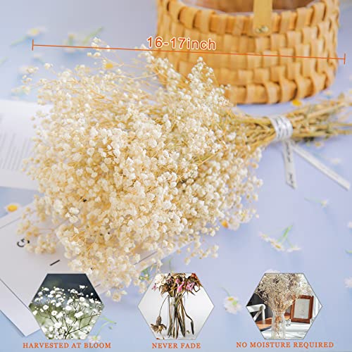 Natural Dried Baby's Breath Flowers Bouquet, 16-17 Inch Gypsophila Bundle