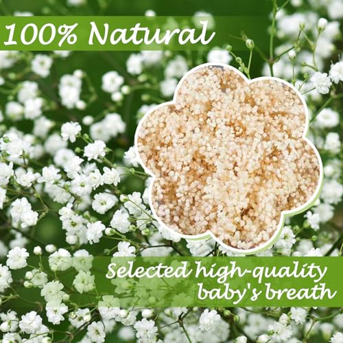 Dried Baby's Breath Flowers - 17-Inch Natural Ivory Gypsophila Bouquet