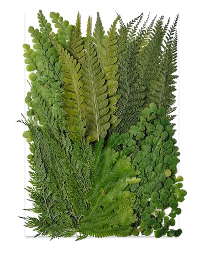 55 Pcs Real Pressed Dried Ferns and Leaves for Resin Jewelry and Crafts