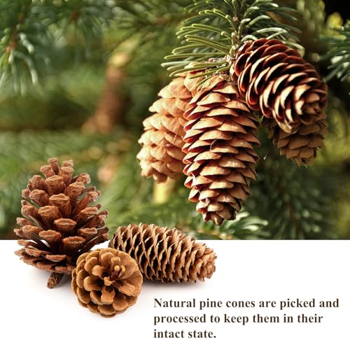 54 PCS Natural Pine Cones for Crafts Set Medium & Extra Large 1.2"-4"