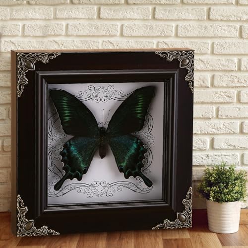 Real Green-Banded Queen Butterfly Specimen in Shadow Box Frame