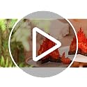 3D Cardboard Campfire Decor - 16 x 13 Inch Fake Bonfire for Kids Parties