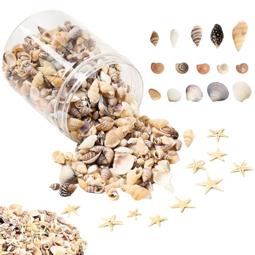 1200 Pcs Small Natural Sea Shells & Starfish for DIY Crafts & Vase Filler
