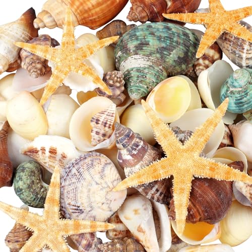80+ Natural Mixed Seashells & Starfish Set for DIY Crafts & Home Decor