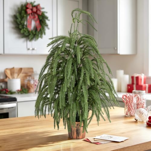 2ft Norfolk Pine Tree with Pot - Siyaluens Tabletop Christmas Tree (1pc, 2ft)