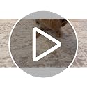Washable 5x7 Vintage Area Rug - Soft Non-Slip Low Pile Faux Wool Carpet