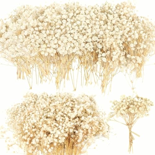 100+ Mini Dried Baby's Breath Flowers, 6-Inch Natural Gypsophila Stems