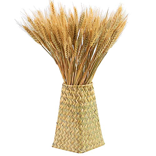 300 Stems Natural Dried Wheat Stalks, 16 Inch Wheat Sheaves for Decor