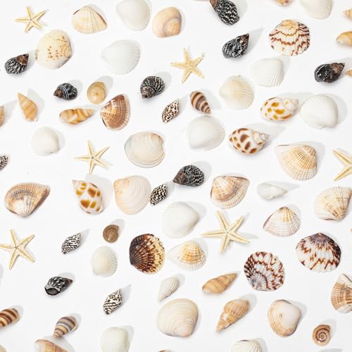 1200 Pcs Natural Mini Seashells & Small Starfish for DIY Crafts & Decor