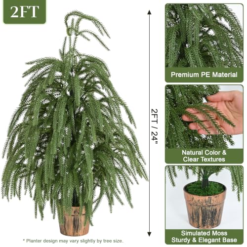 2ft Norfolk Pine Tree with Pot - Siyaluens Tabletop Christmas Tree (1pc, 2ft)