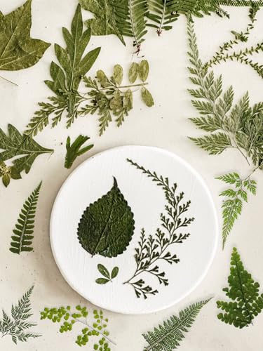 55 Pcs Real Pressed Dried Ferns and Leaves for Resin Jewelry and Crafts