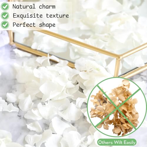3000+ Real Dried Hydrangea Flower Petals, Ivory White Wedding Confetti