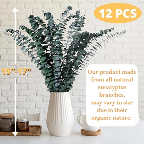 12-Pack Real Preserved Eucalyptus Stems (17") for Shower & Home Decor