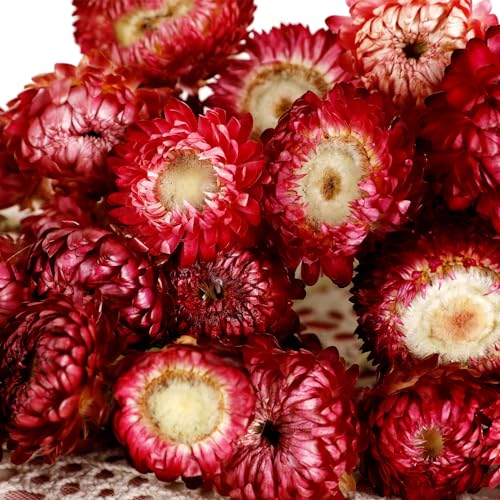 40PCS Natural Dried Chrysanthemum Daisy Bouquet with Stems - Burgundy