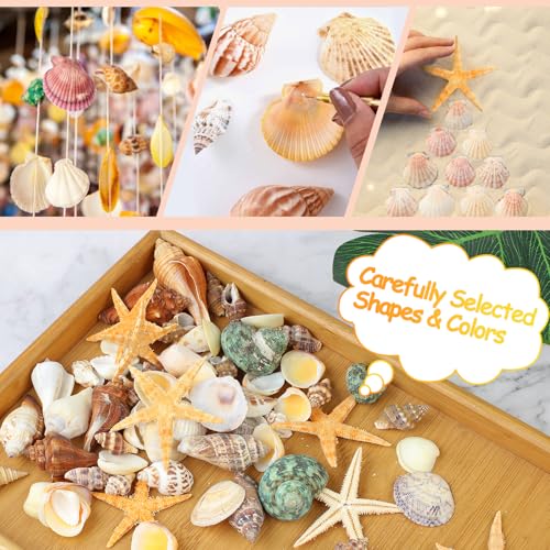80+ Natural Mixed Seashells & Starfish Set for DIY Crafts & Home Decor