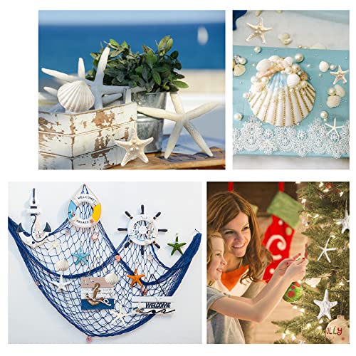 12-Piece Natural Starfish & Scallop Shells (3-4 Inch) for DIY Crafts