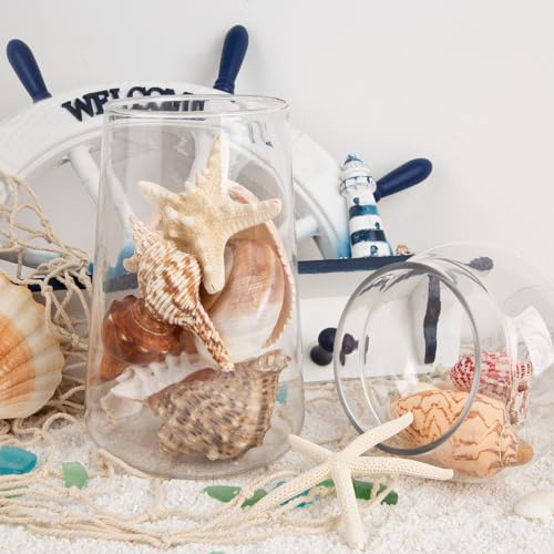 15-Piece Large Natural Seashells & Starfish Set for DIY Crafts & Decor