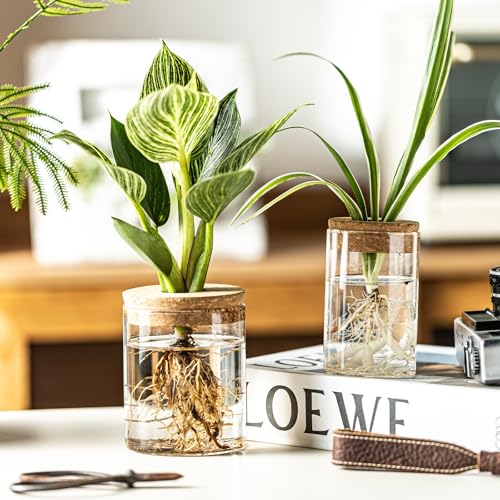 Glass Plant Propagation Station Set of 4 - Desktop Hydroponic Vases