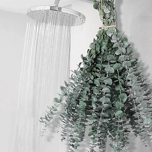 Preserved Eucalyptus Stems for Shower - 17" Natural Dried Plants (12 Pack)