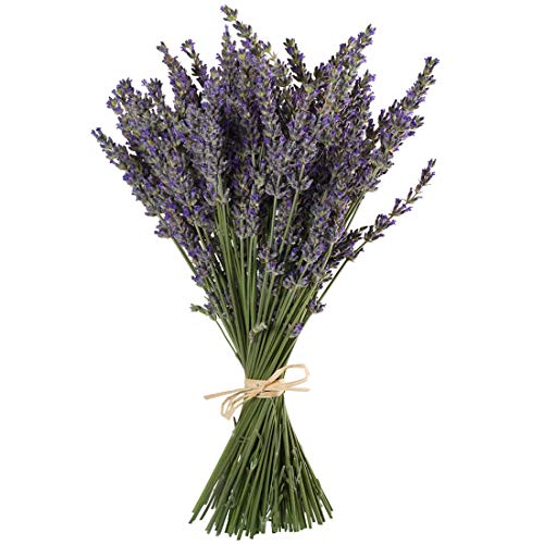 Natural Dried Lavender Bouquet (200+ Stems, 16-18 Inch) for Home Decor