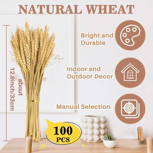 100 Stems Natural Dried Wheat Stalks, 12.9 Inch Fall Decor & Vase Filler