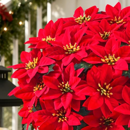 Martine Mall Red Potted Poinsettias (2-pack), UV-Resistant Outdoor Christmas Flowers